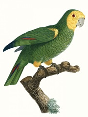 Parrot of the Tropics IV