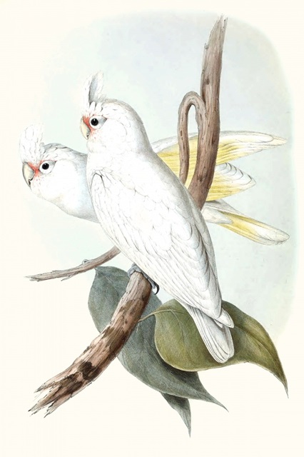 Pastel Parrots II