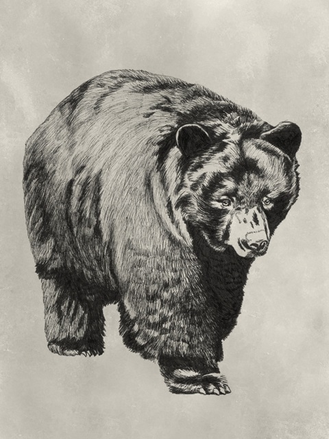 Pen and Ink Bear I