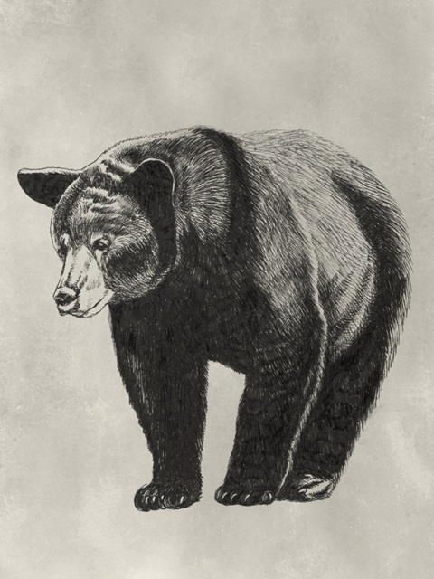 Pen and Ink Bear II