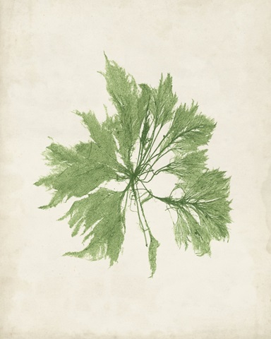 Peridot Seaweed I