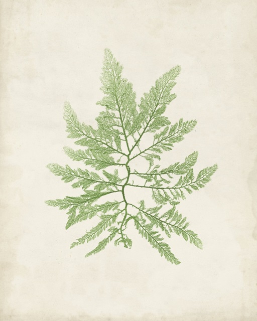 Peridot Seaweed II