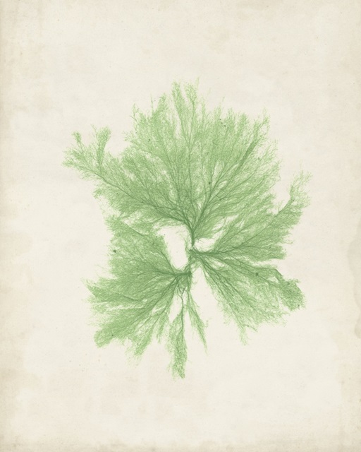 Peridot Seaweed III