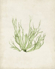 Peridot Seaweed IV