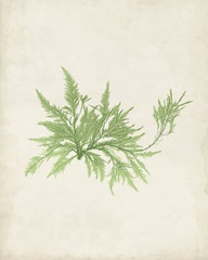 Peridot Seaweed V