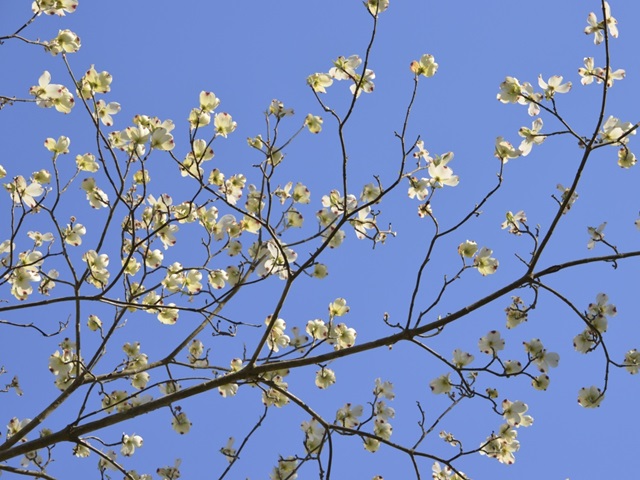 Petals and Sky I