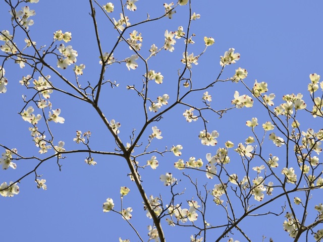 Petals and Sky II