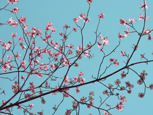 Petals and Sky III