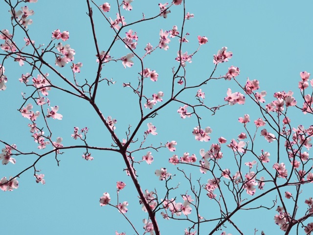 Petals and Sky IV