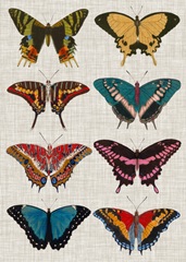 Polychrome Butterflies I