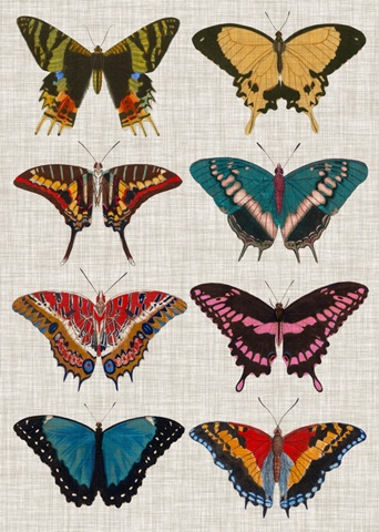 Polychrome Butterflies I