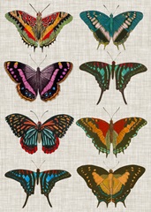 Polychrome Butterflies II