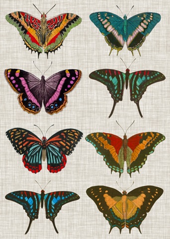 Polychrome Butterflies II