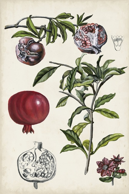 Pomegranate Composition I