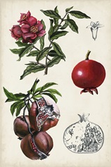 Pomegranate Composition II