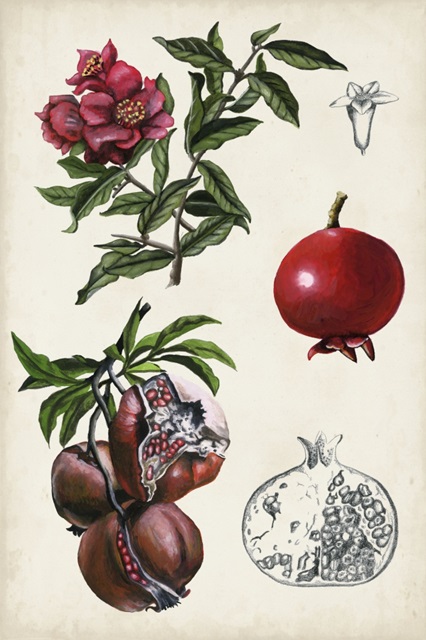 Pomegranate Composition II