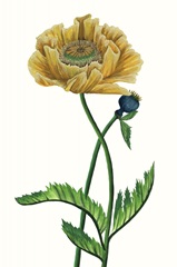 Poppy Flower I