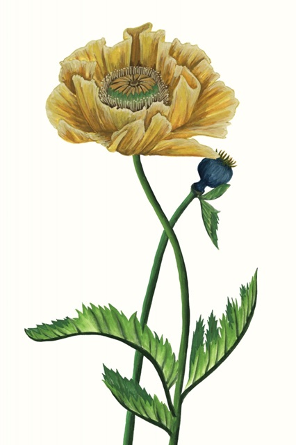 Poppy Flower I