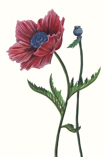 Poppy Flower II