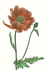 Poppy Flower III