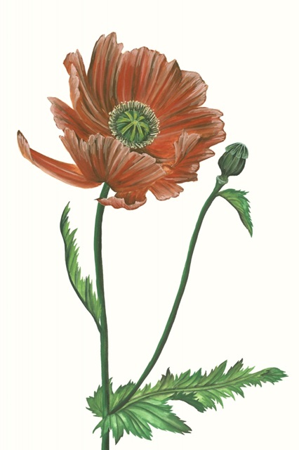 Poppy Flower III