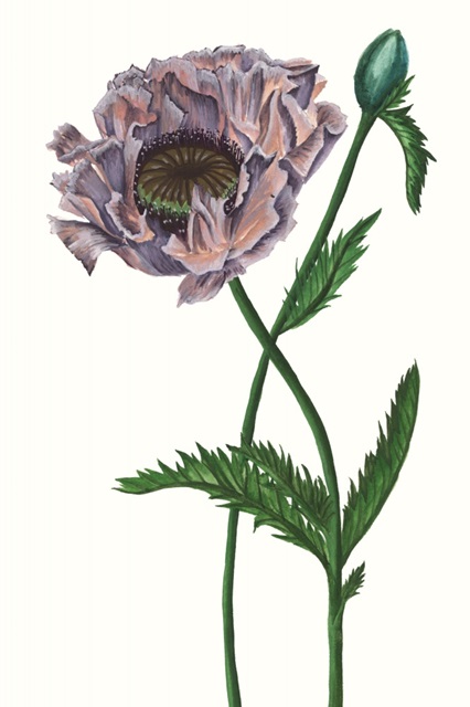 Poppy Flower IV