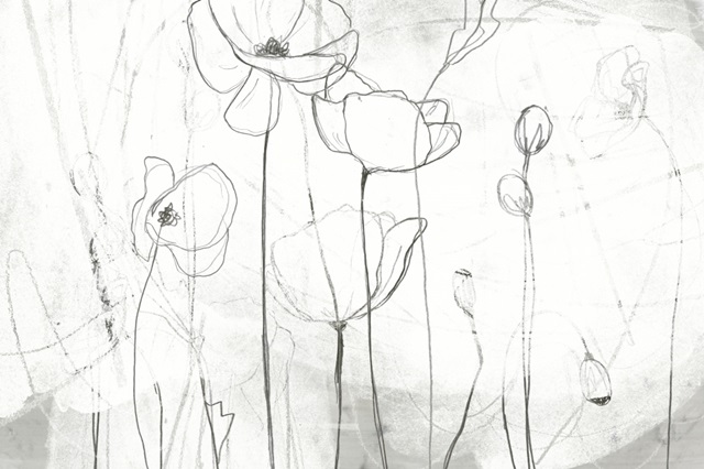 Poppy Sketches I