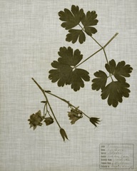 Pressed Leaves on Linen I