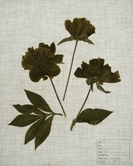 Pressed Leaves on Linen II