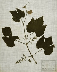 Pressed Leaves on Linen III