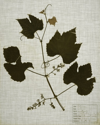 Pressed Leaves on Linen III