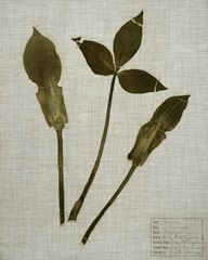 Pressed Leaves on Linen IV