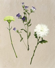 Pretty Pressed Flowers I