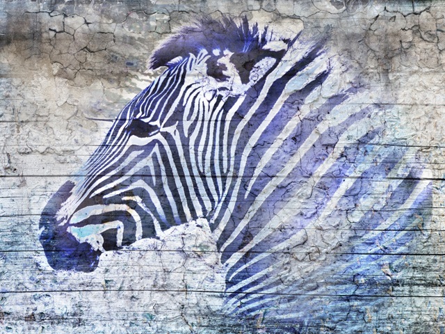 Purple Zebra