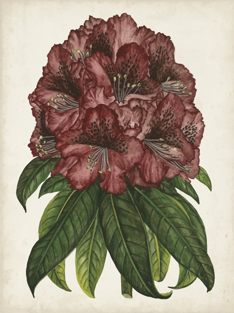 Rhododendron Study I