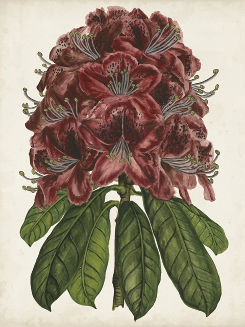Rhododendron Study II