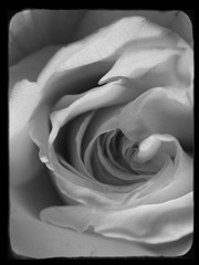 Rose Spiral I