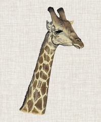 Savanna Impressions II