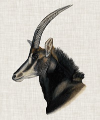 Savanna Impressions III