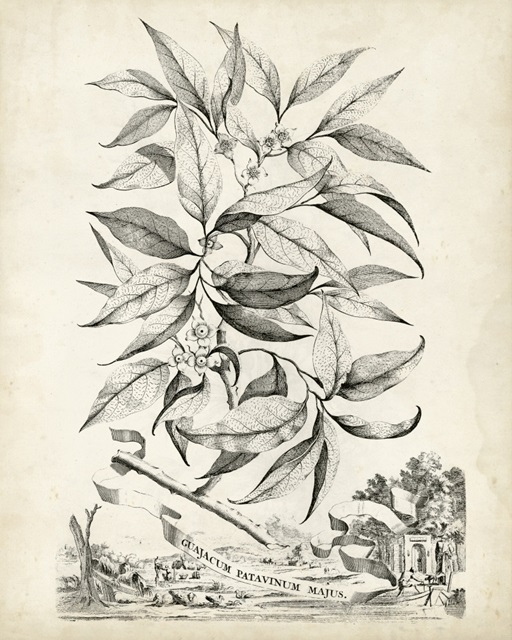 Scenic Botanical IV
