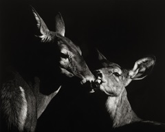 Scratchboard Mother Love #2