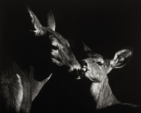 Scratchboard Mother Love #2