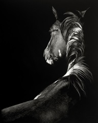 Scratchboard Sunstruck