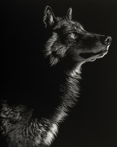 Scratchboard Wolf II