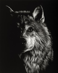 Scratchboard Wolf III