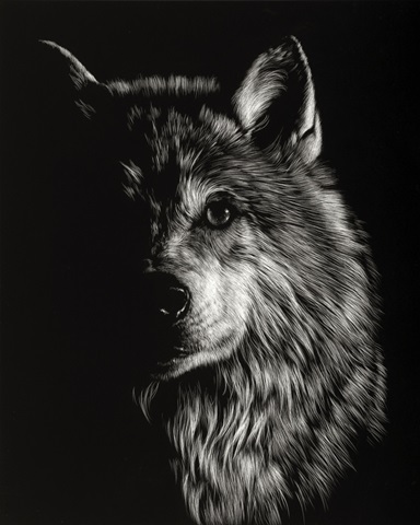 Scratchboard Wolf III