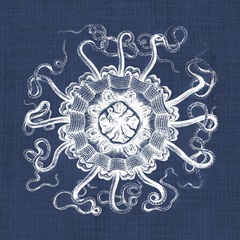 Sea Anemone on Indigo I