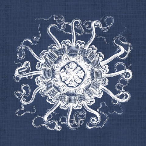 Sea Anemone on Indigo I