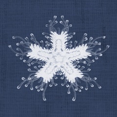 Sea Anemone on Indigo III