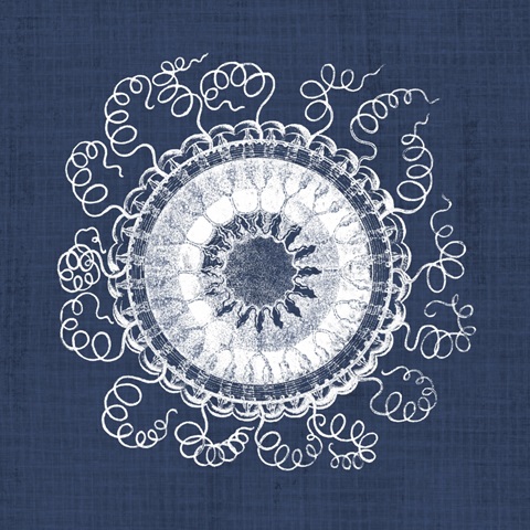 Sea Anemone on Indigo IV